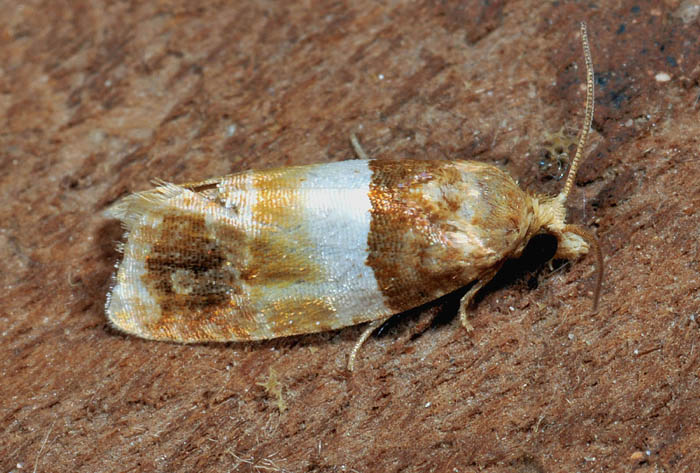 Tortricidae 44� - Epinotia festivana